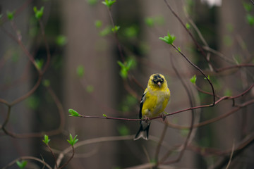 goldfinch bird sitting on a branch with tiny green leaves