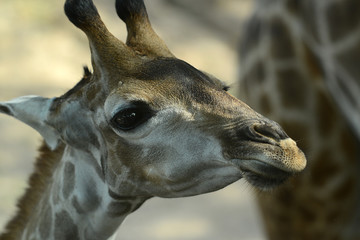 Kopf einer Giraffe, Nahaufnahme