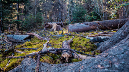 Fallen Trees and Logs