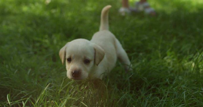 Cheerful and funny cute labrador puppy running on the green grass and then sitting down. Close up. Outside.