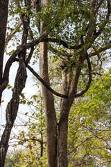 Kambodscha - Angkor - Beng Mealea