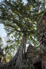 Kambodscha - Angkor - Ta Prohm