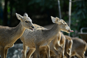freilaufendes Rehwild in Tierpark in Thailand