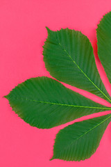 Pattern with fresh green chestnut leaves