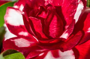 Camelia flower blossom