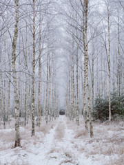 Birch tree forest covered by fresh frost and snow during winter Christmas time
