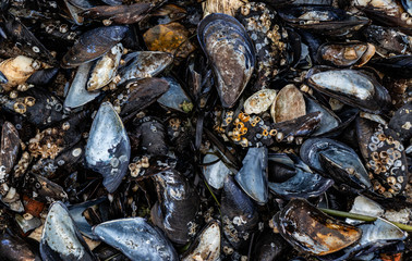 Miesmuscheln am Strand