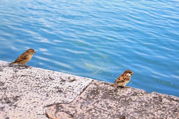 Włoskie wróbelki nad Jeziorem Garda
