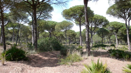 Obraz premium Spain forrest