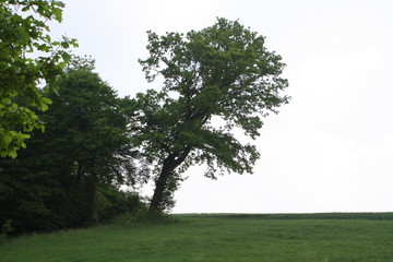 schiefer Baum
