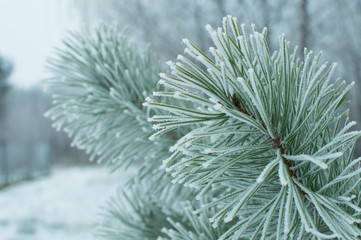 Pine needles in severe frost