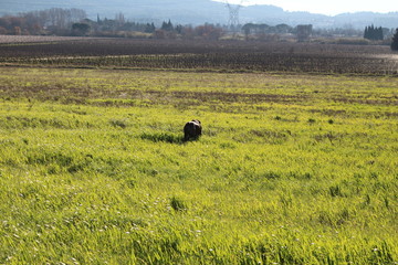chien cané corso dans un champs