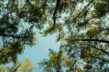 Fototapeta premium trees in autumn