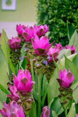 Siam Tulips flower on green background