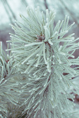 Pine needles in severe frost