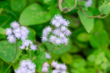 Blue mistflower (Conoclinium coelestinum) - Pembroke Pines, Florida, USA