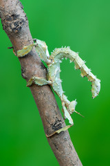 giant prickly stick insect - Extatosoma tiaratum