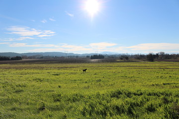 chien can&eacute; corso dans un champs