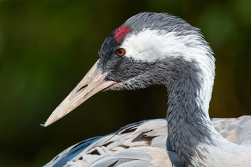 The common crane (Grus grus)