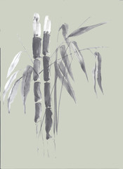 Hand drawn graphite watercolor plant of banbu, illustration for design, print, background