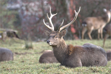 Männlicher Sikahirsch