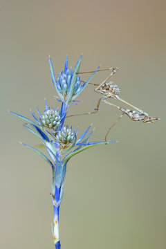 a mantis - empusa sp.