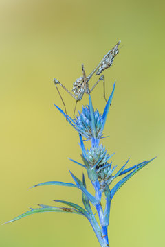 a mantis - empusa sp.