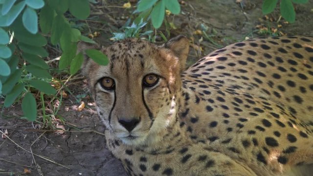 Lying jaguar closeup portrait, 4k