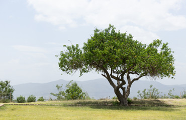 Fototapeta na wymiar Tree on natural environment photograph
