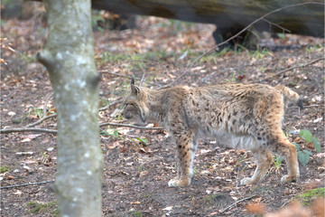 Europäischer Luchs