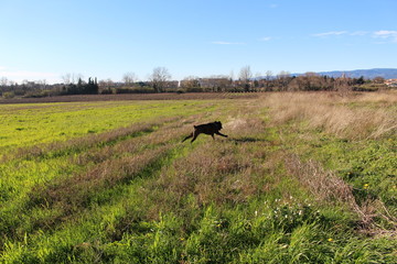 chien cané corso dans un champs