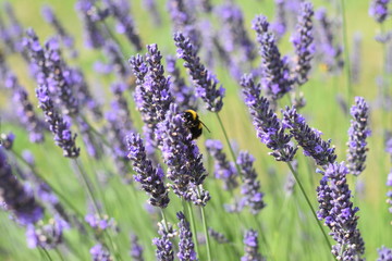 Obraz premium Bumble Bee on lavender #1