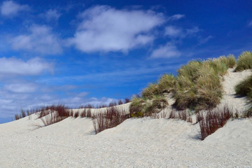 Sand dunes with grass on the beach of De Koog Texel in the Netherlands