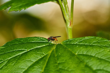 Currant bush. A fly sits on a sheet of currant. Nature, macro, close-up. Russia, Moscow region, Shatura.A fly on a sheet of currant