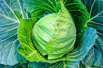 fresh green cabbage
