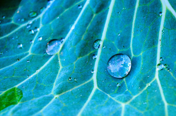 water drops on leaf