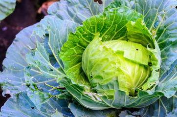 head of cabbage