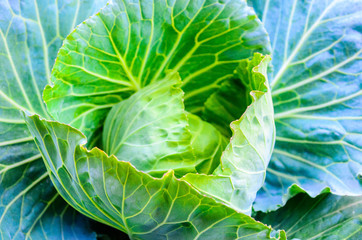 head of cabbage
