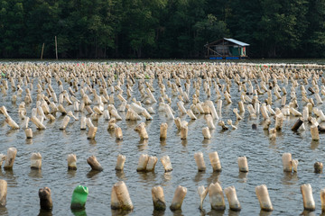 Oyster farm from plastic bottle.