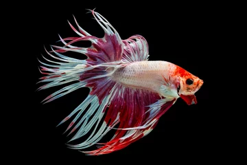 Keuken foto achterwand The moving moment beautiful of siamese betta fish or splendens fighting fish in thailand on black background. Thailand called Pla-kad or crown tail fish. © Soonthorn
