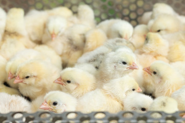 Young yellow baby chicks on a poultry farm.
