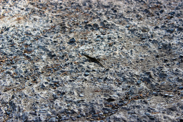 A small lizard is photographed very closely on a gray stone