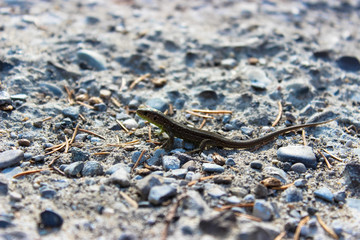 A small lizard is photographed very closely on a gray stone