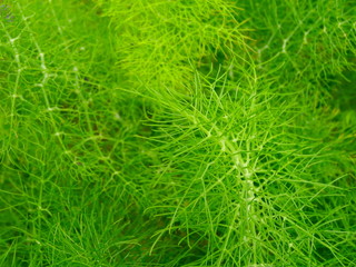 Close up of dill