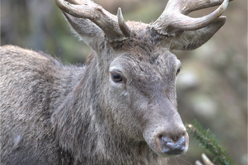Europäischer Rothirsch