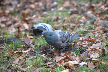 Brieftauben im Wald