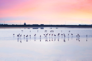 Naklejka premium Flock of pink flamingos on the salt lakes of Larnaca at sunset. Cyprus Island
