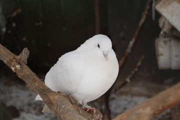 seagull on rock