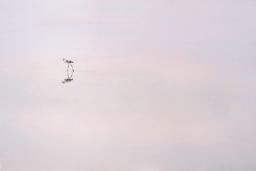 Flock of pink flamingos on the salt lakes of Larnaca at sunset. Cyprus Island