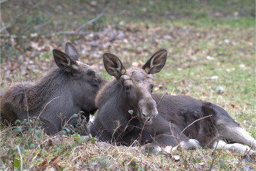 Junge Elche am Waldrand
